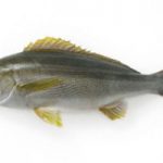 鉄腕DASHで話題の高級魚ジャンボの正体はイサキ！？値段や味や料理法は？